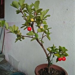 Barbados Cherry