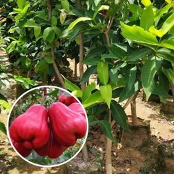 Jambu ( Red )