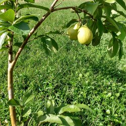 Guava Fidanı