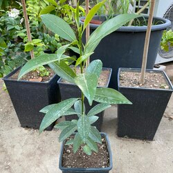Sapodilla Fidanı