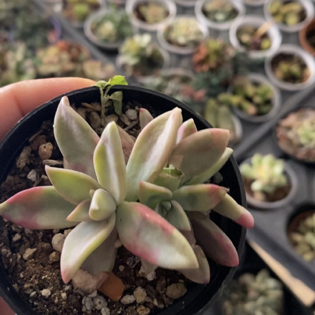 Graptoveria Peach