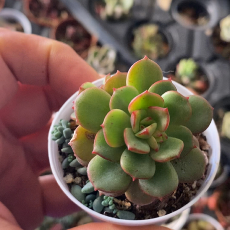 Echeveria Victor