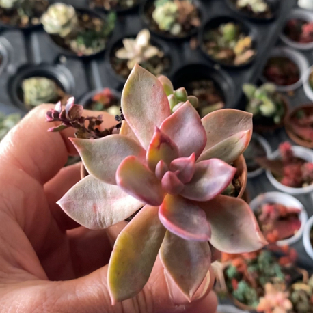 Ech.Huts pink