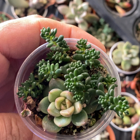 Sedum / echeveria 