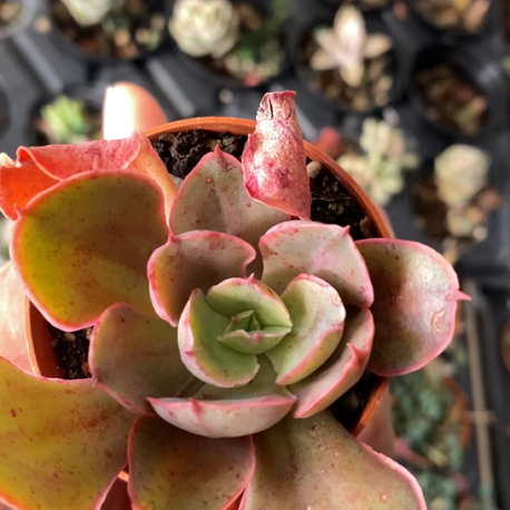 Echeveria Painted Frills