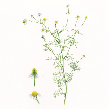 Matricaria chamomille L. - Fine Art Koleksiyonu (Edisyonlu & İmzalı)
