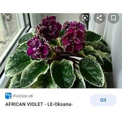 ANAÇ/LE OKSANA/STANDART
