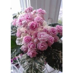 FİDE/ROSE BOUQUET/STANDART 