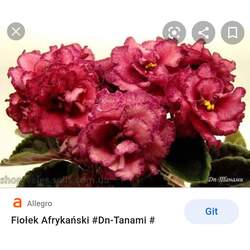 FİDE/DN TANAMI/STANDART 