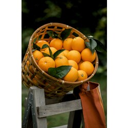 Ekolojik Portakal (1 KG)