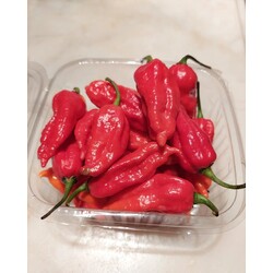 Ghost pepper - Taze