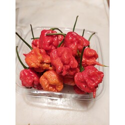 Carolina Reaper Taze