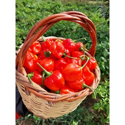 Red Savina Habanero Taze Biber
