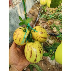 1 kg pepino meyvesi 