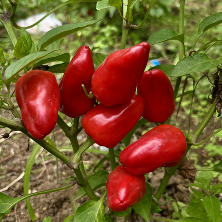 B-427-Numex Memorial Red