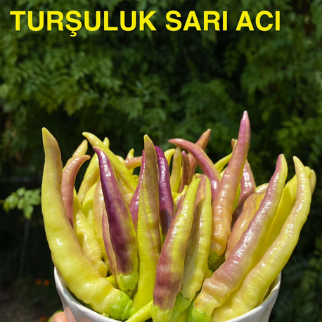 B-432-Turşuluk Sarı Acı