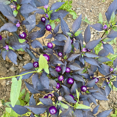 B-345-Midwest Midnight (Purple Flash x )