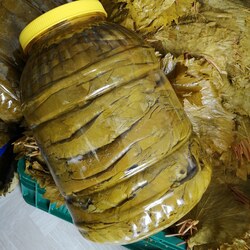 2026 yeni sezon 5kg taze yaprak et dolmalık küçük