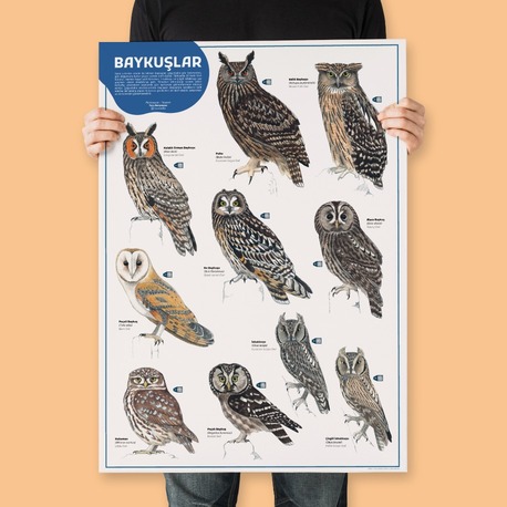 Baykuşlar Posteri (50x70 cm) 