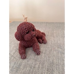 Poodle-Torilko