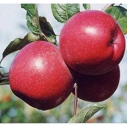 3 Yaş, Aşılı Elma Fidanı FUJİ ZHEN AZTEC, Torbada