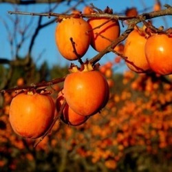 3 Yaş Aşılı Trabzon Hurması Cennet Elması Fidanı, Torbada