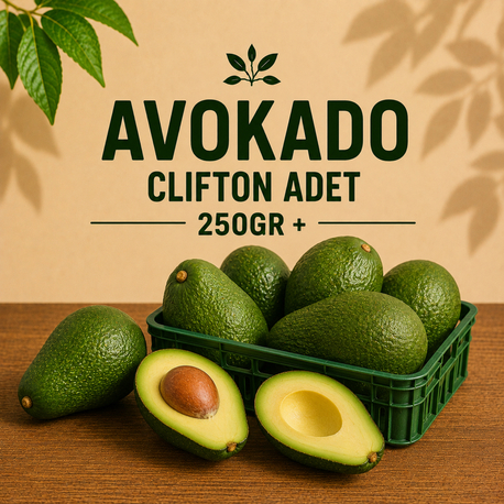 AVOKADO (ADET) 250gr