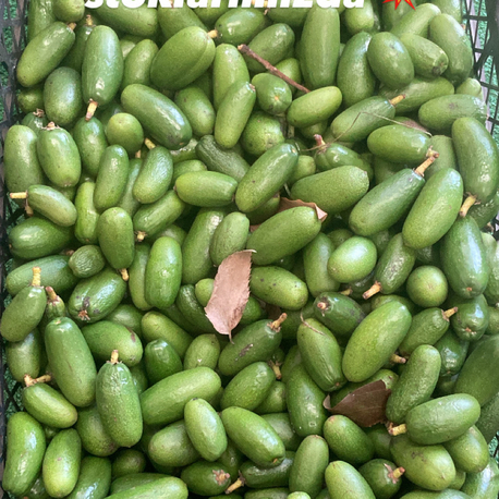 BABY AVOKADO (500gr)