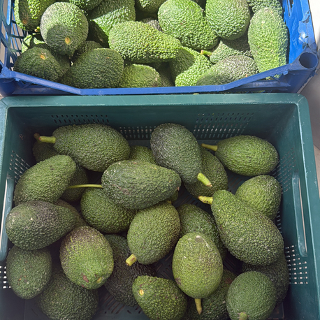 Avokado / Has / 1 kg