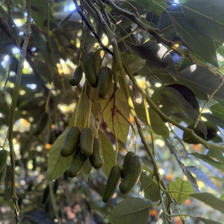Baby (parmak) avokado 500 gr