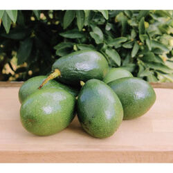 avokado(tane)200gr+