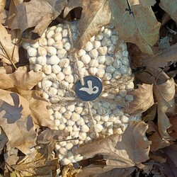 Fındık Kavrulmuş 1 Kg (Giresun Fındığı)