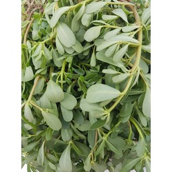 Semiz otu 1kg