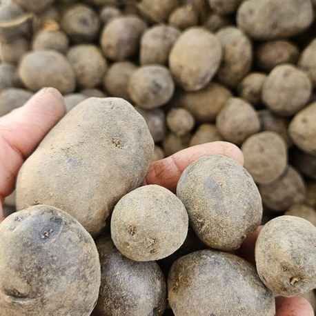 Mor Patates