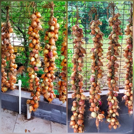 Kuru Soğan - 1 kg