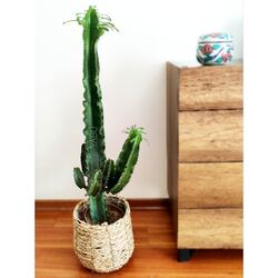 Euphorbia Ingens Kaktüs
