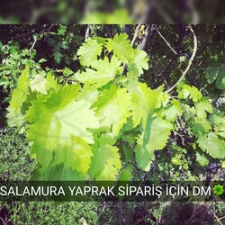 Tokat Yaprağı Salamura