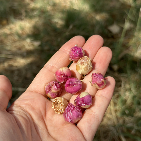 Gerçek Gül Charm 