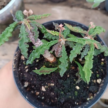 euphorbia tulearansis