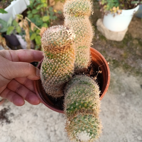 kaktüs 