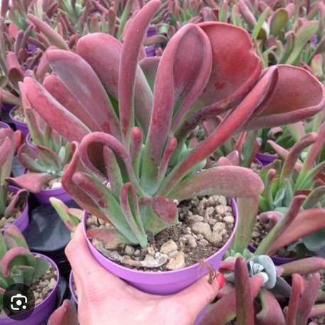 Kalancohe luciae oricula
