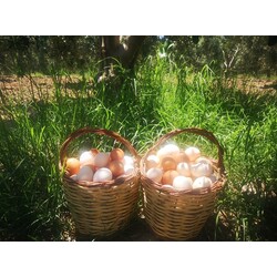 Yumurta (Adet) 