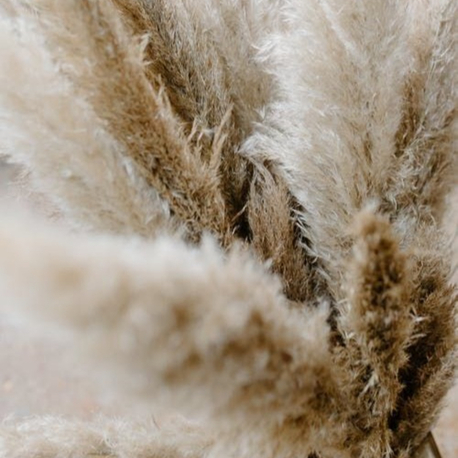 Pampas