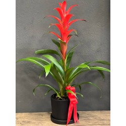 guzmania