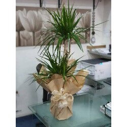 marginata