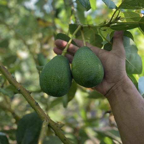 Avokado (Erkenci)(Clifton)(Orta boy)