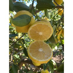 Tatlı Limon 