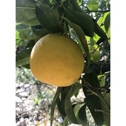 Bergamot (Kg)
