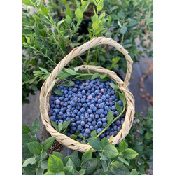 Yaban Mersini (Blueberry) (Mavi Yemiş) (kg)