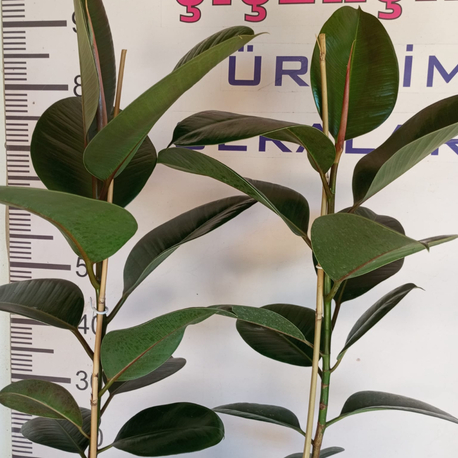 Canlı Kauçuk Ağacı (Ficus elastica) – 80-100 cm, Üretim Saksılı 